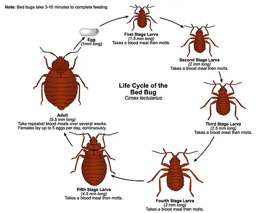 A diagram of the life cycle of bed bugs.