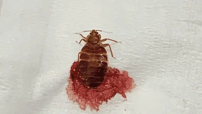 A bed bug is sitting on the surface of a sheet.