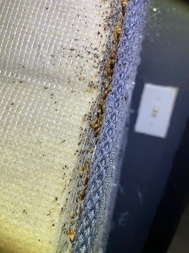 A close up of the bed bug nest on the mattress.