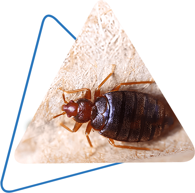 A1 Bed Bug Treatment Houston