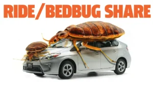 A car with two large bugs on the roof of it.