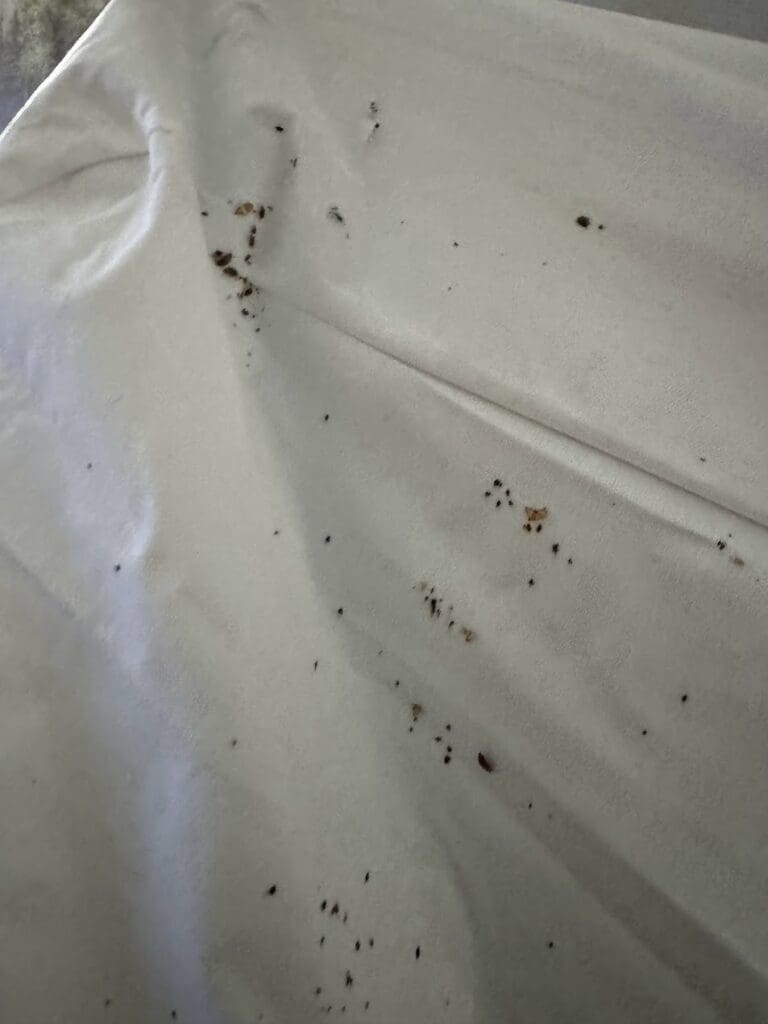 Bedbugs on sheets