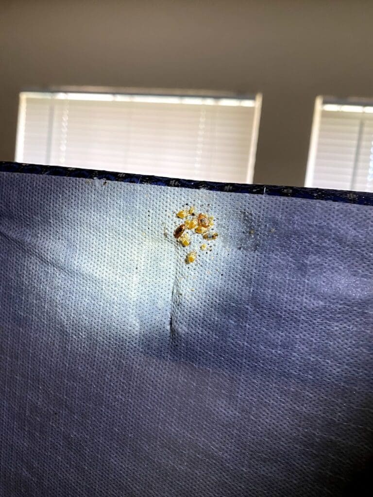 Bedbugs under bedframe in Euless