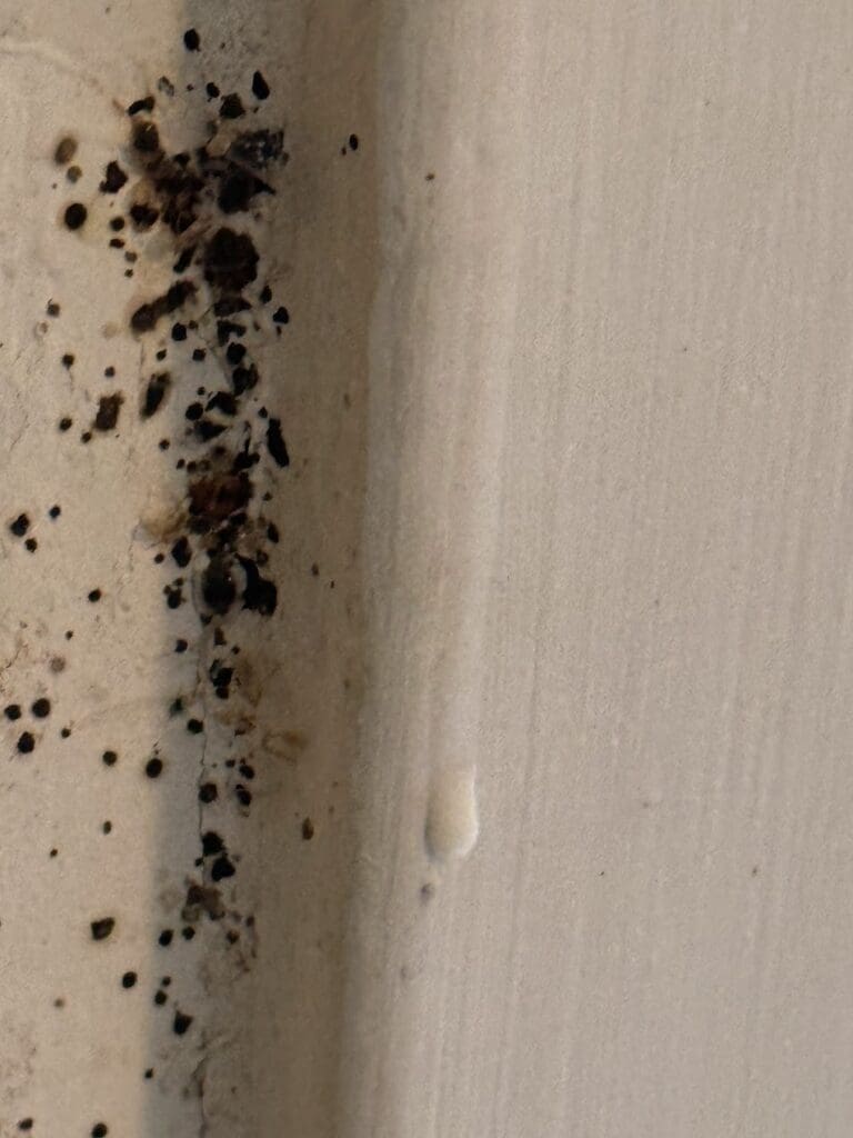 bedbugs on the wall