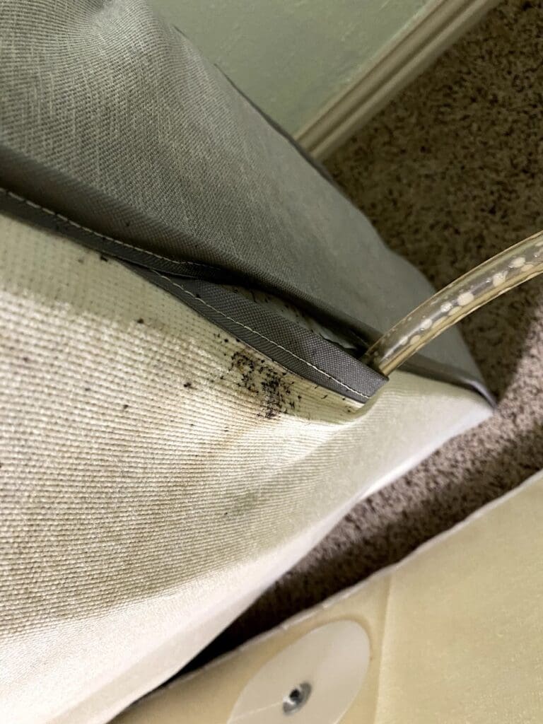 bedbugs on a sofa cushion