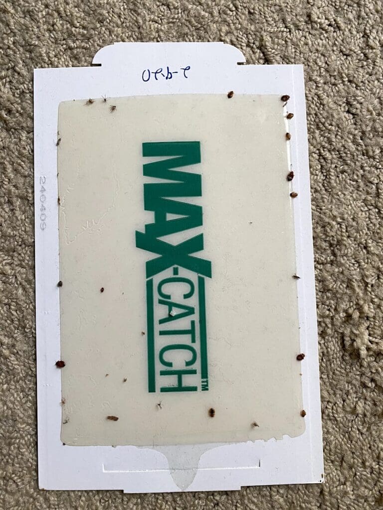 Bedbugs on a sticky platform