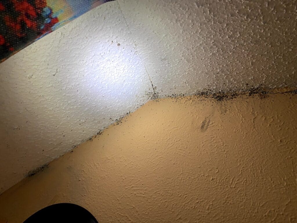 Bedbugs on the walls