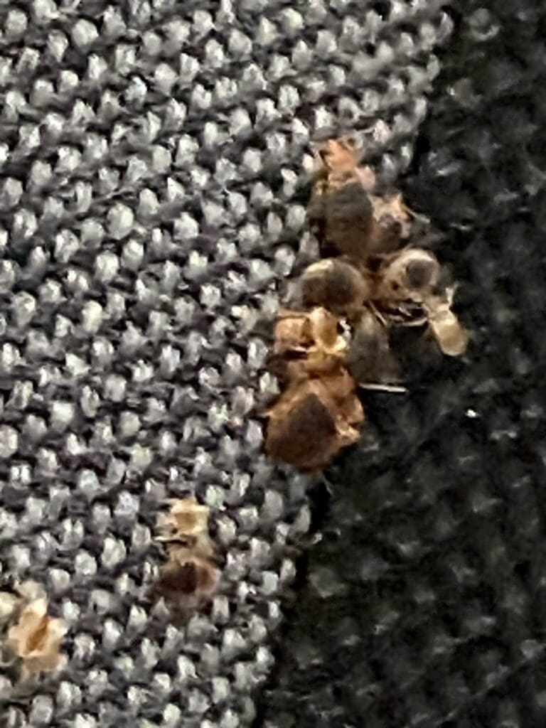 live bedbugs together