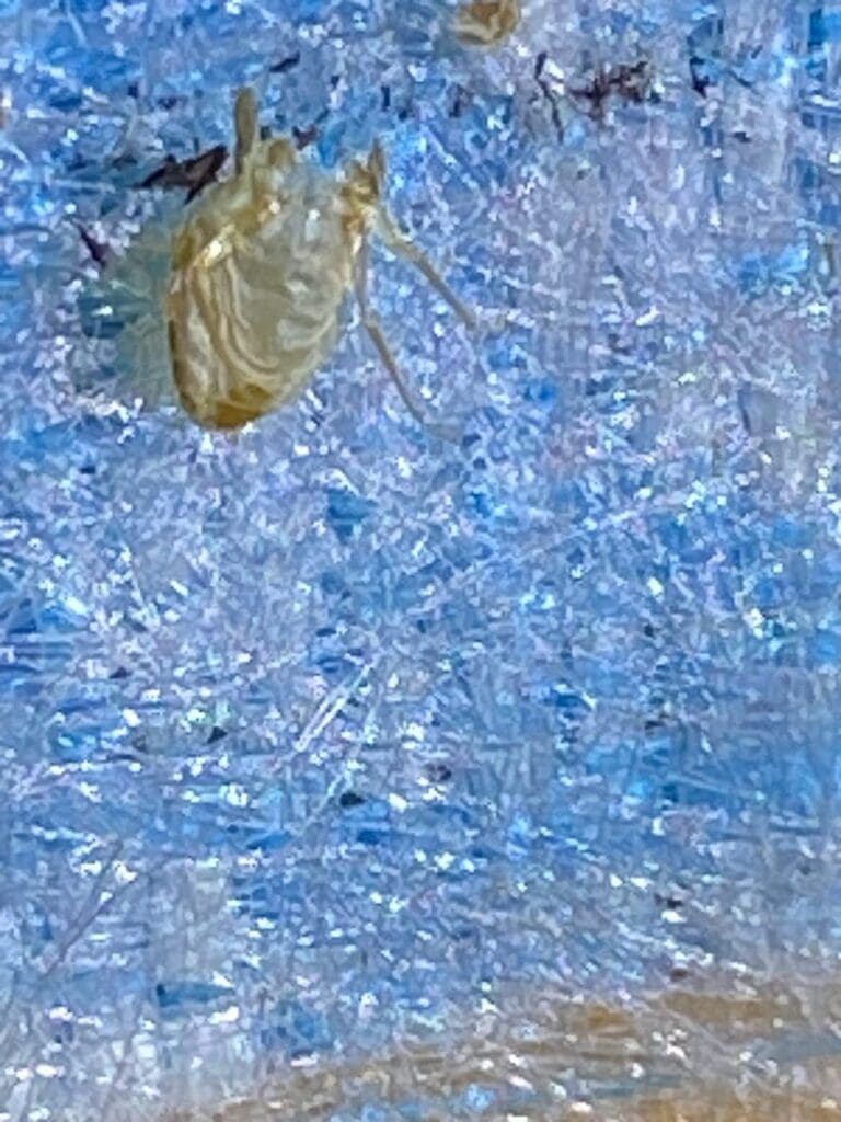 exoskeleton of bedbug