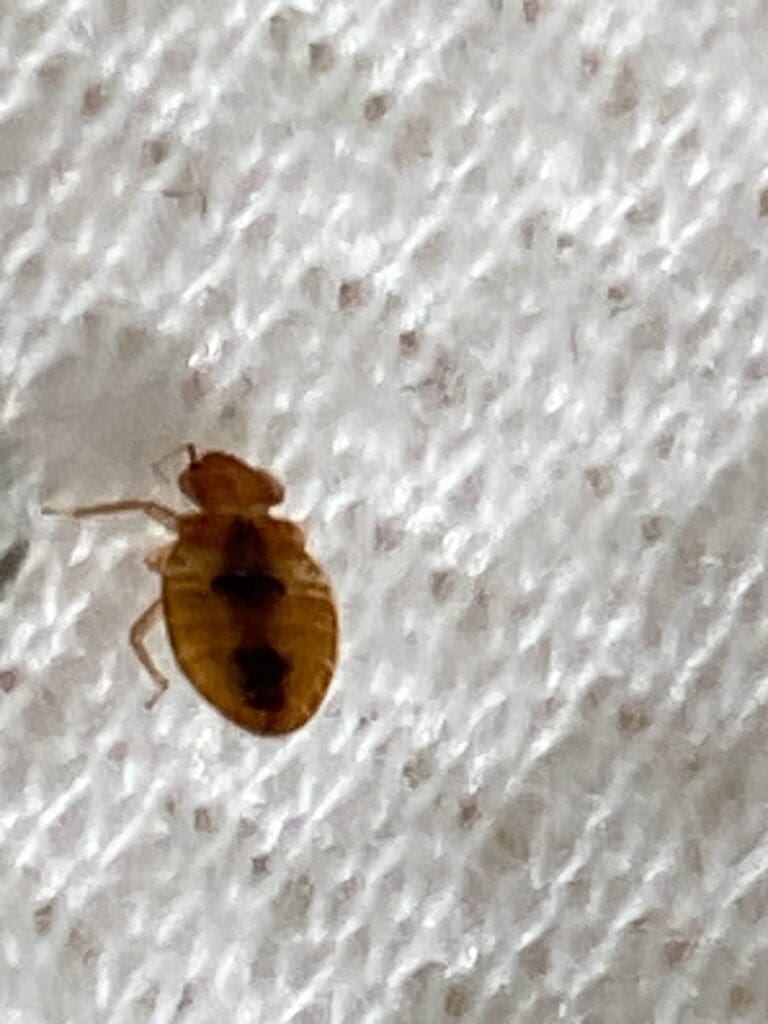 close up bedbug