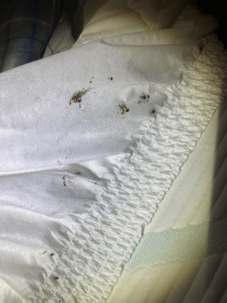 Bedbugs on sheet in Forney