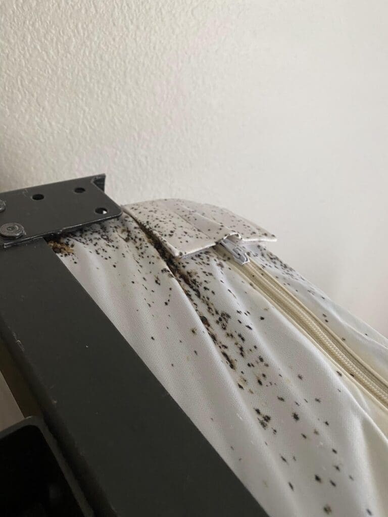 so many bedbugs on this bed