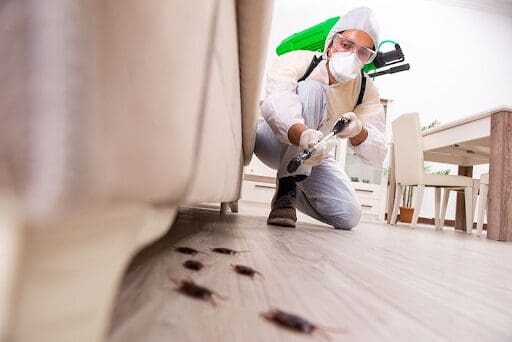 Understanding the Bed Bug Problem