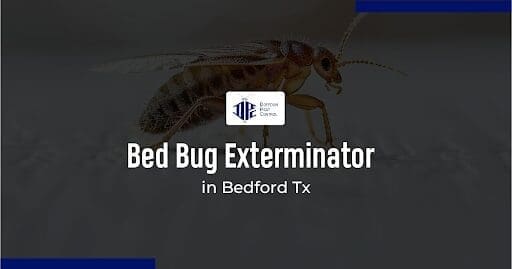 Bed Bug Infestations