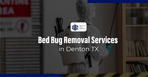 Bed Bug Removal Services Denton TX