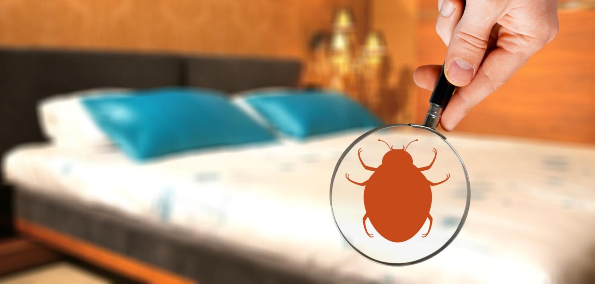 best bed bug exterminator near me