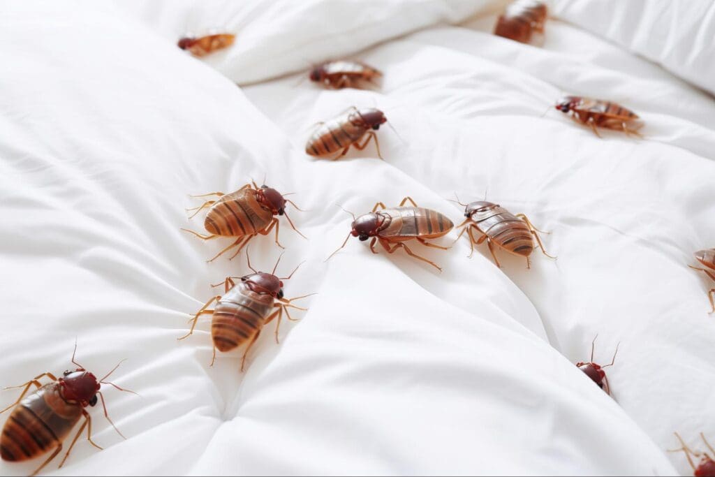 Bed bug