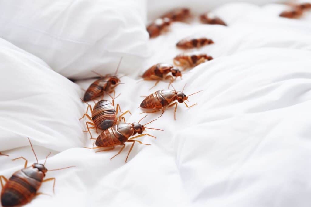  Bed Bugs Keep Coming Back