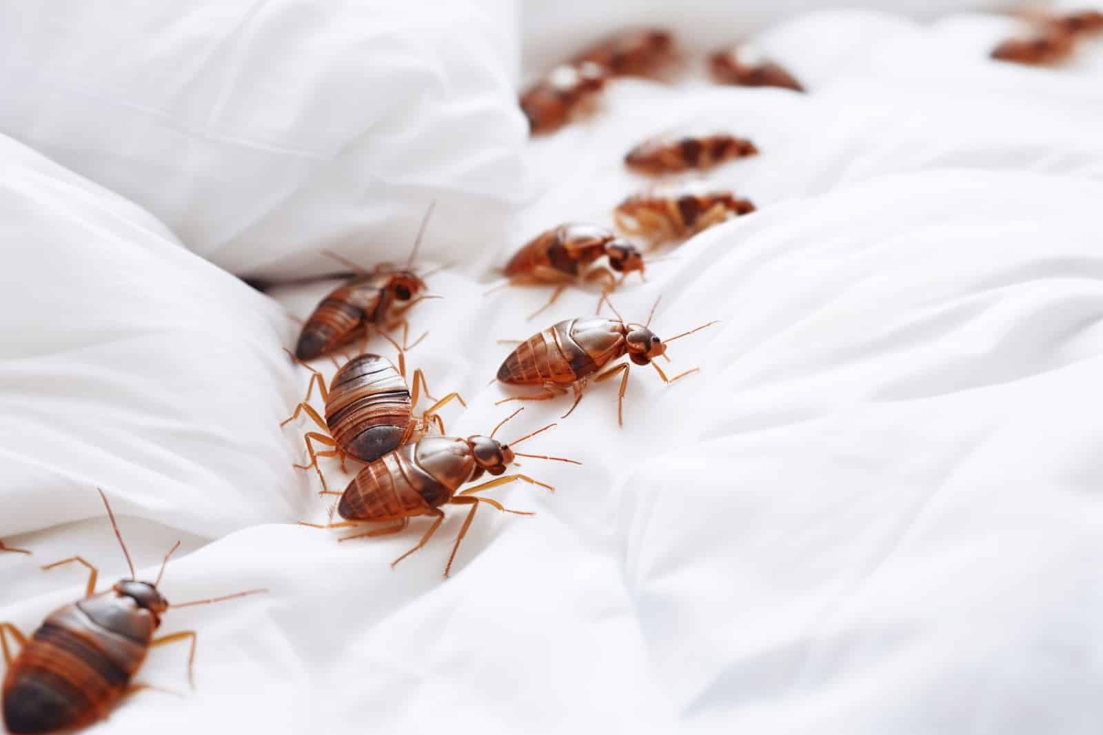 Bed Bugs Keep Coming Back