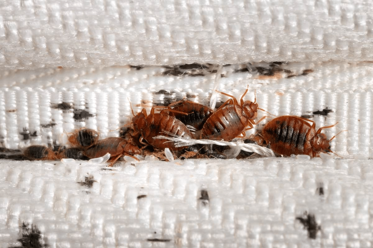 Bedbug Infestation