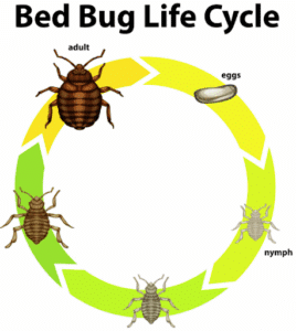 Best Bed Bug Control in Prosper, TX: Sleep Tight Again Without the Bite