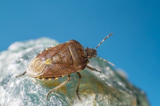 Looking for the Best Bed Bug Control in Aubrey, TX? We Can Help.