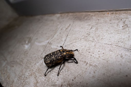 bed bug treatment in Aubrey, TX