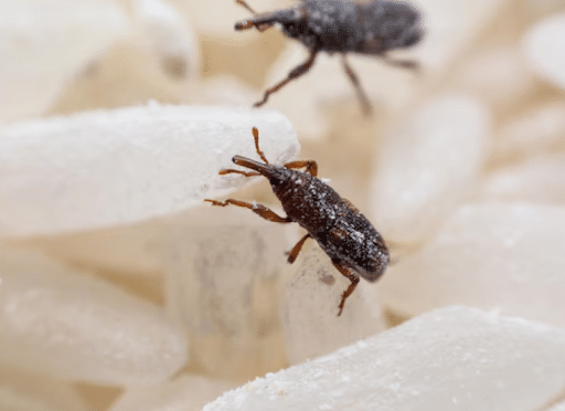 bed bug sprays in Argyle, TX