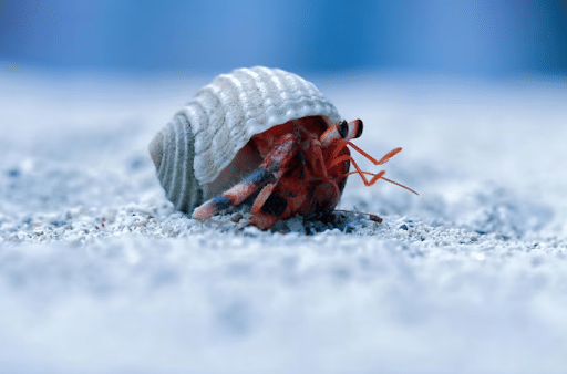 bed bug removal specialists in Argyle, TX.