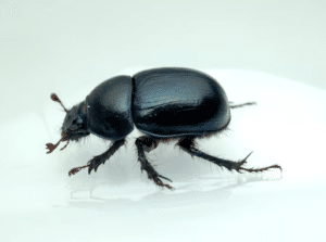 How Bed Bugs Enter Your Home Without You Realizing It (And How to Stop Them)