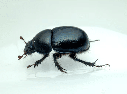 How Bed Bugs Enter Your Home Without You Realizing It (And How to Stop Them)