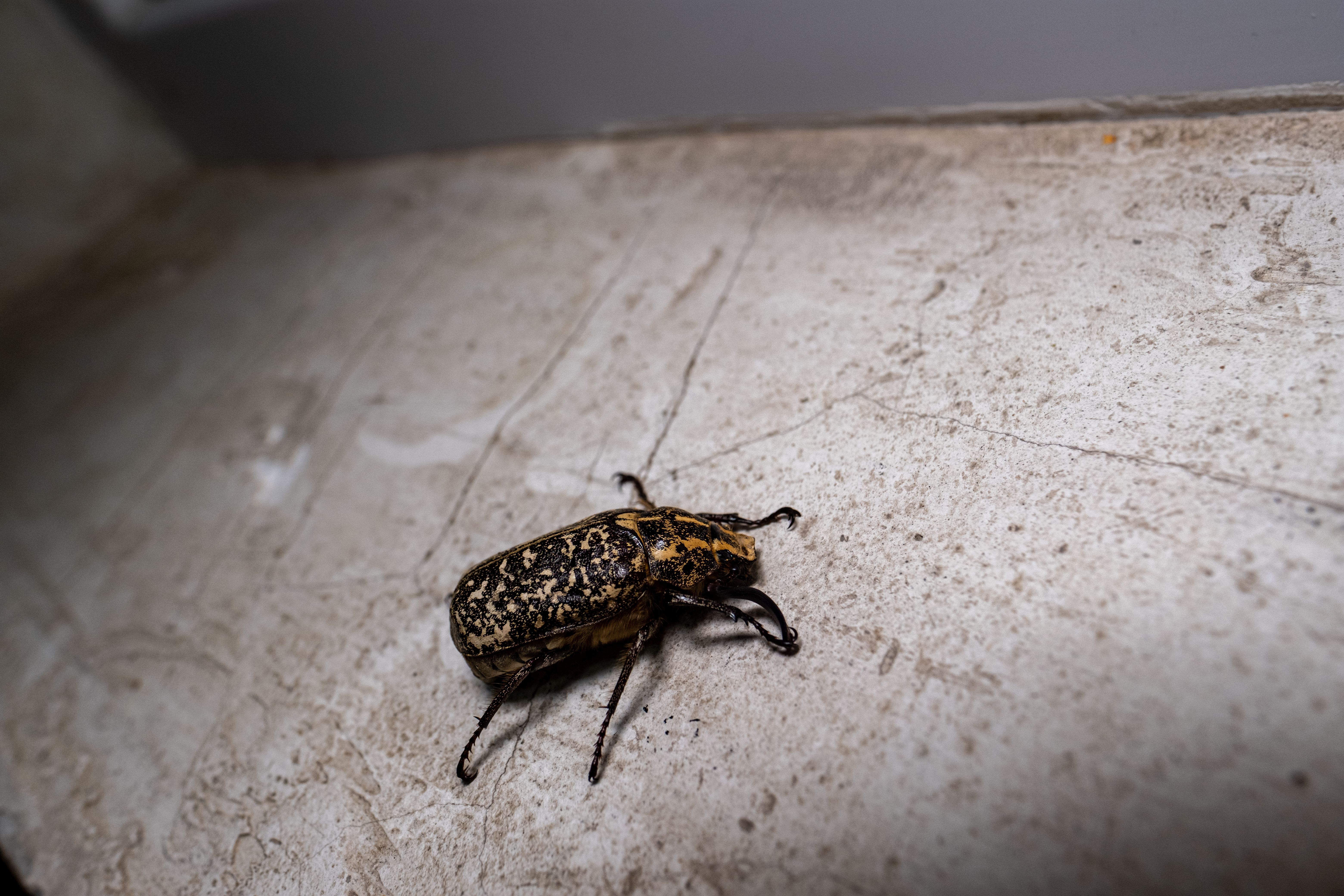 Why DIY Bed Bug Sprays Usually Fail