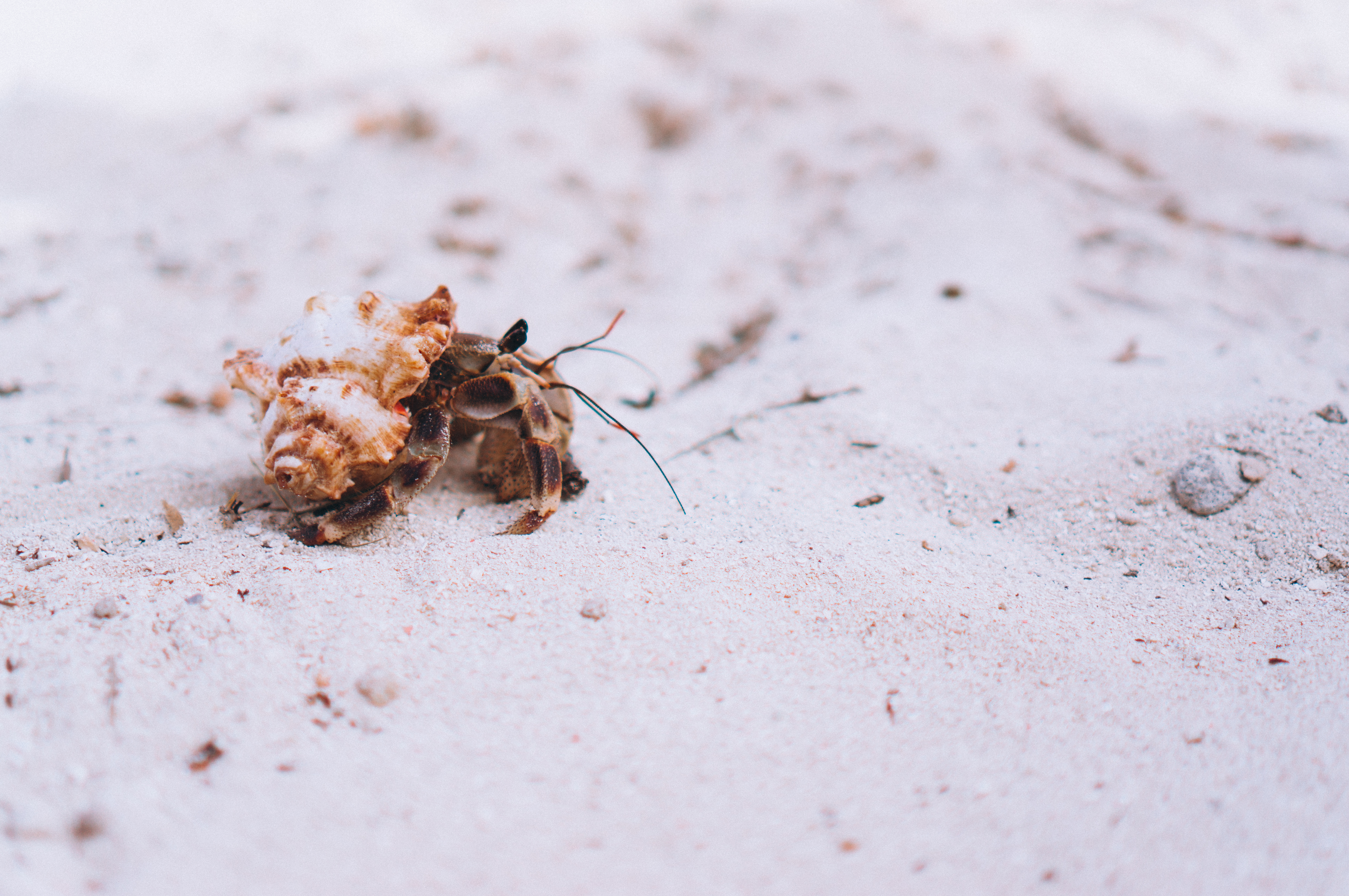 Bed Bug Exterminator in New Hope, TX