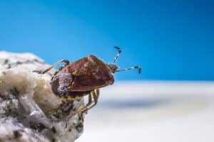 Can Bed Bugs Survive Without Feeding? What Homeowners Should Know
