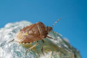 Protecting Your Home After Treatment