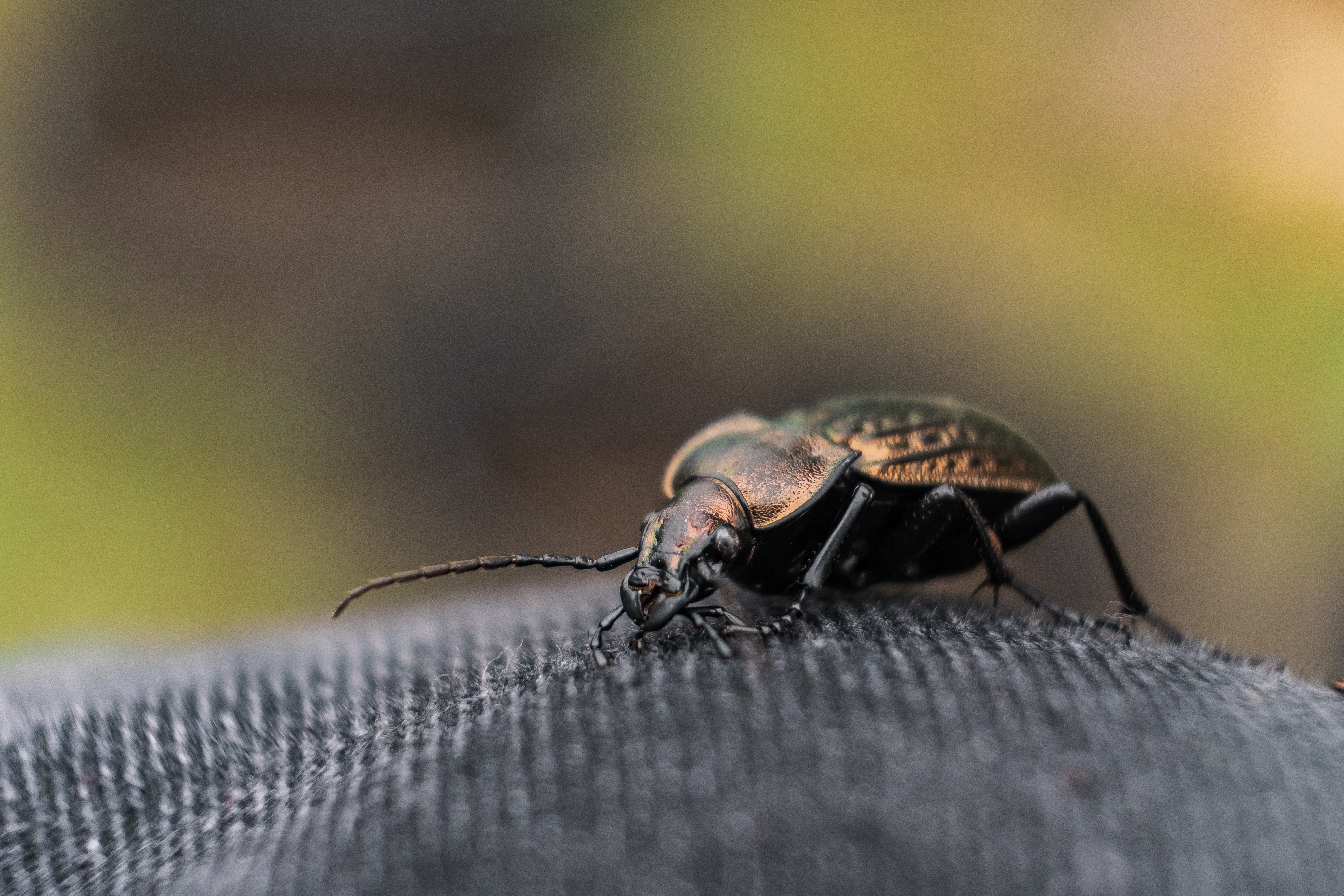 Need Bed Bug Heat Treatment Near You in Plano, TX?