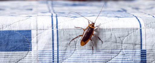 Why DIY Sprays May Not Solve the Problem