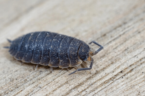 A Different Approach to Bed Bug Problems in Fort Worth
