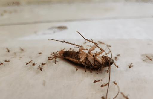 What a Professional Bed Bug Inspection Looks For