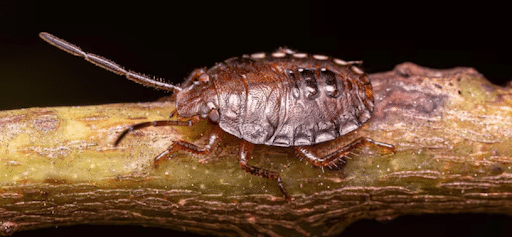 How Heat Reaches Hidden Bed Bugs