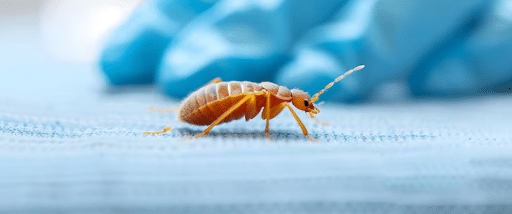 How Heat Treatment Fits Wylie Homes and Apartments