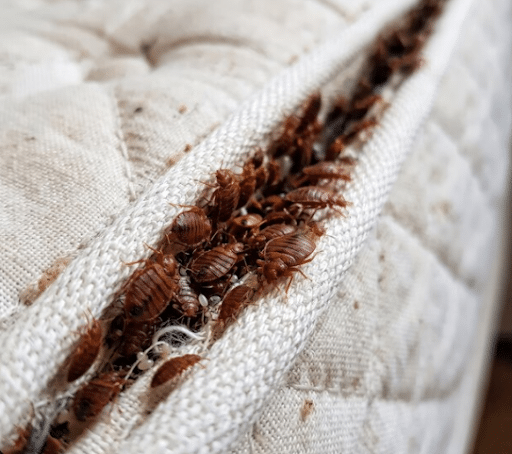 The 17-Hour Bed Bug Heat Treatment Process