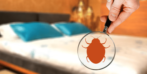 Why DIY Bed Bug Sprays Often Fail Against Larger Infestations
