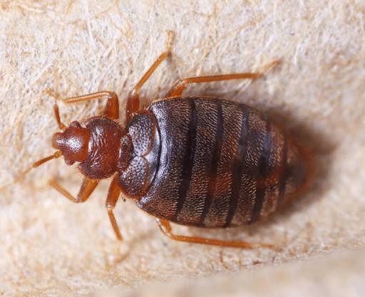 Bed Bug Heat Treatment Near Me in Fort Worth, TX