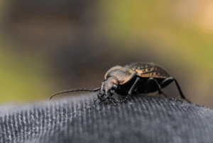 Are Bed Bug Heat Treatments Safe for Kids and Pets? What Dallas Homeowners Should Know