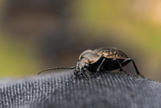 Are Bed Bug Heat Treatments Safe for Kids and Pets? What Dallas Homeowners Should Know