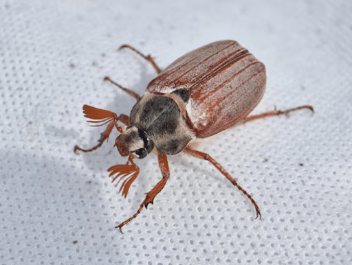 Bed Bug Heat Treatment in Greenville, TX