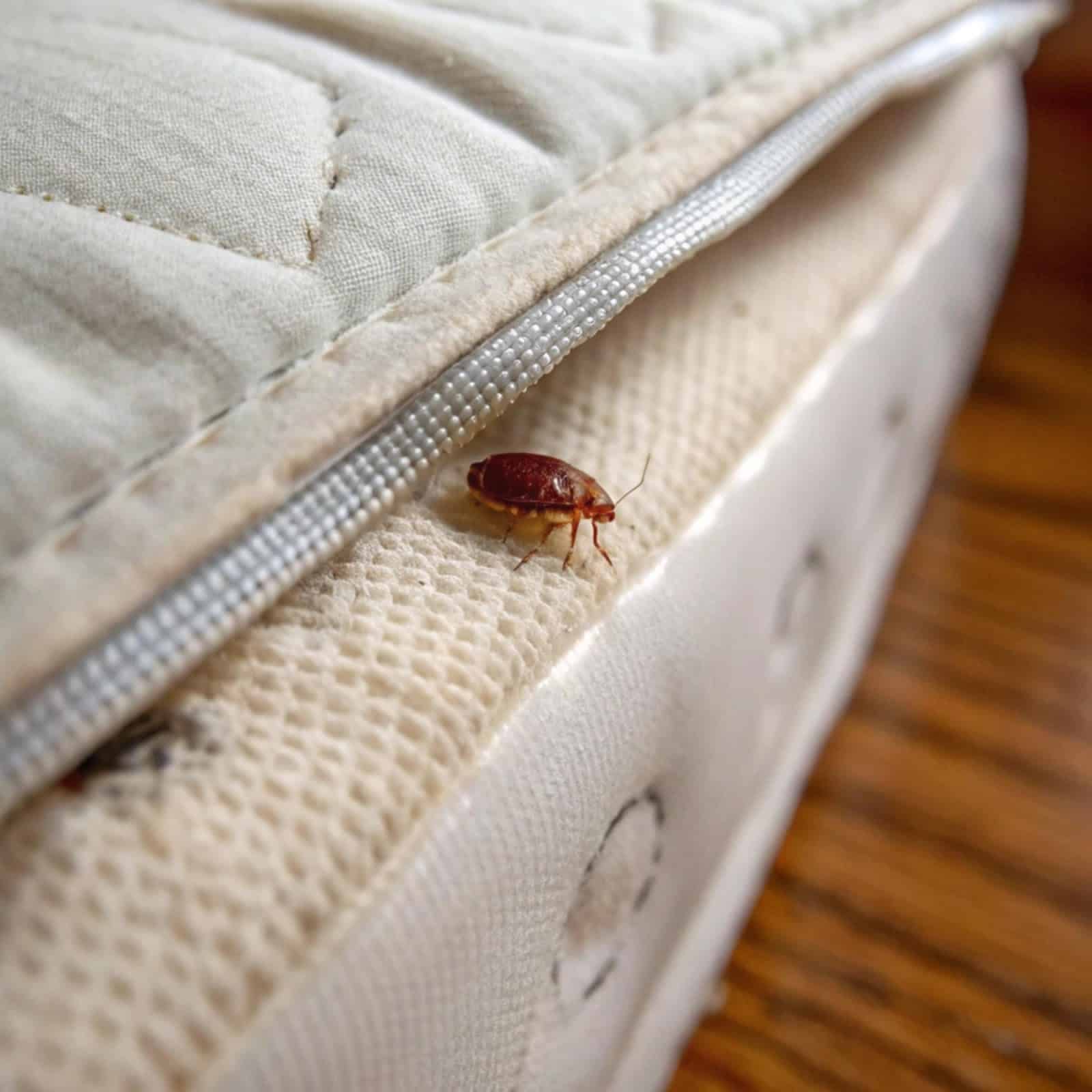 Best Bed Bug Control in Richardson, TX
