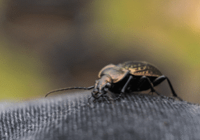 Are Bed Bug Heat Treatments Safe for Kids and Pets? What Dallas Homeowners Should Know