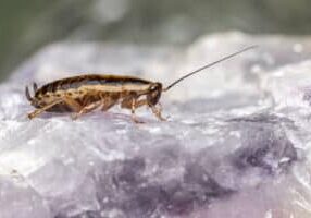 Best Bed Bug Control in Allen, TX